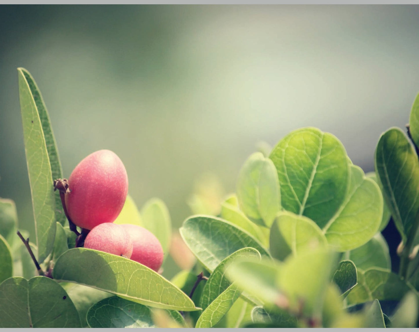 Miracle Fruit Oil - Reparador y Protector Capilar